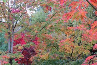 Moors Meadow Gardens