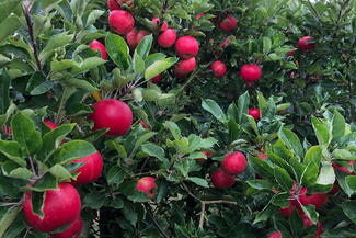 big apple