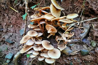 mushrooms