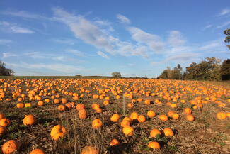 Pumpkin Patch