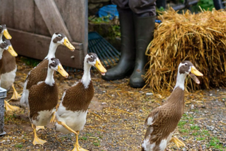 Drovers Rest Ducks