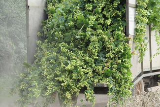 townend hop farm