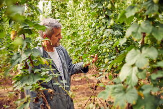 inspecting the hops
