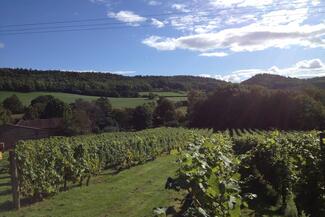 coddington vineyard