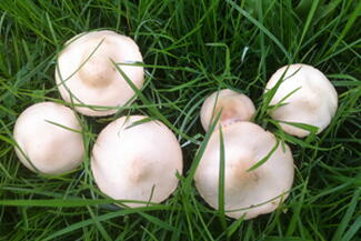 mushrooms