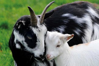 Goat mother and kid