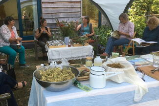 Hedgerow Medicine Workshop