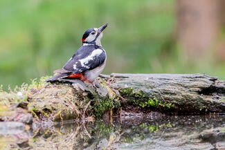 Woodpecker
