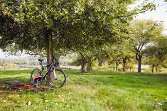 Bicycle propped against apple tree in an orchard