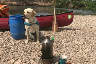 Labrador sits by canoe
