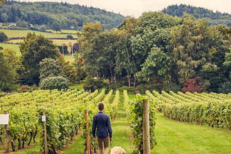 Walking through Coddington Vineyard