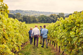 Walking through Frome Valley Vineyard