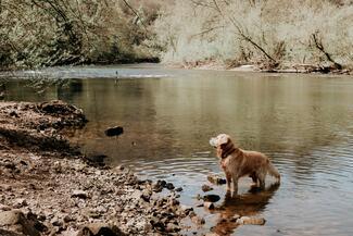 dog in the river wye