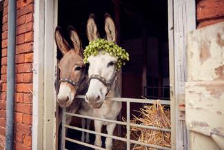 Donkeys with hop garlands