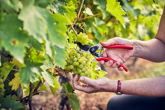 Grapes at Frome Valley