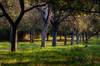 Gregg's Pit cider orchards