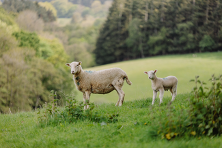 Herefordshire Trail Elton sheep