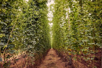 Hops growing