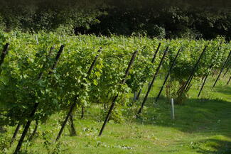 Wythall Estate Vineyard