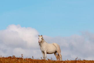 Wild pony at Garway Hill