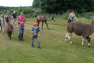 Llama trekking