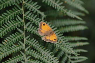 Ringlet butterfly on a fern