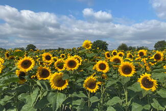 Sunflower field