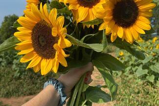 Holding a bunch of sunflowers