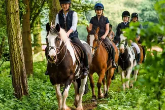 Horse Riding through woodland