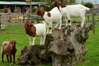 Goats on the farm