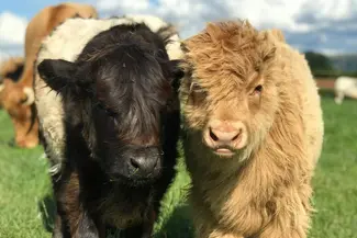 Calves at Rowlestone Farm