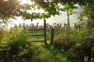 Sheep near the track