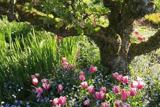 springtime flowers under a tree