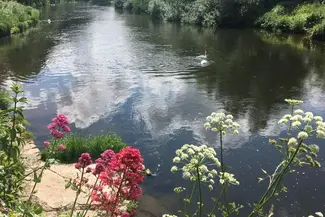 flowers near river garden