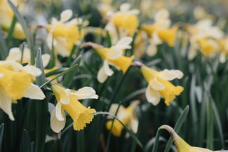 Daffodils