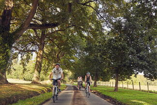 cycling down a summer lane