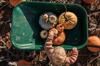 Pumpkins in a wheelbarrow