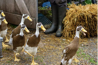 Ducks at Drovers