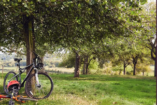 Bike resting against an apple tree in an orchard