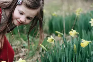 girl looking at wild daffodils