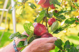 apples on tree