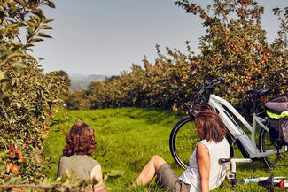 Orchard view