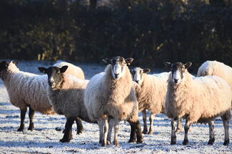 Tedstone Log Cabins Winter Sheep Scene