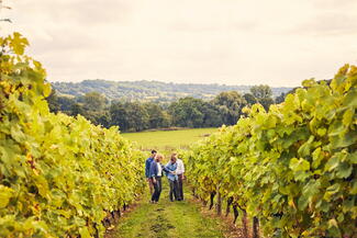 Guests on a vineyard tour