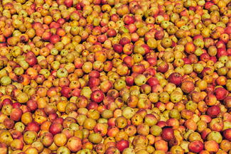 Cider apples