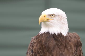 Bald Eagle 