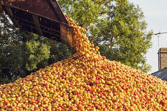 Apples being harvested for cider