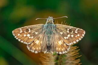Moth