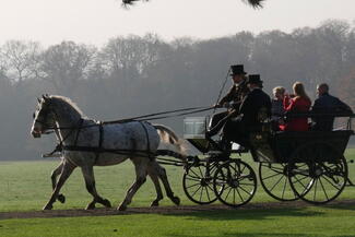 Horse-drawn carriage ride