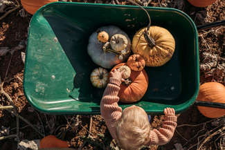 Toddler picking pumpkins